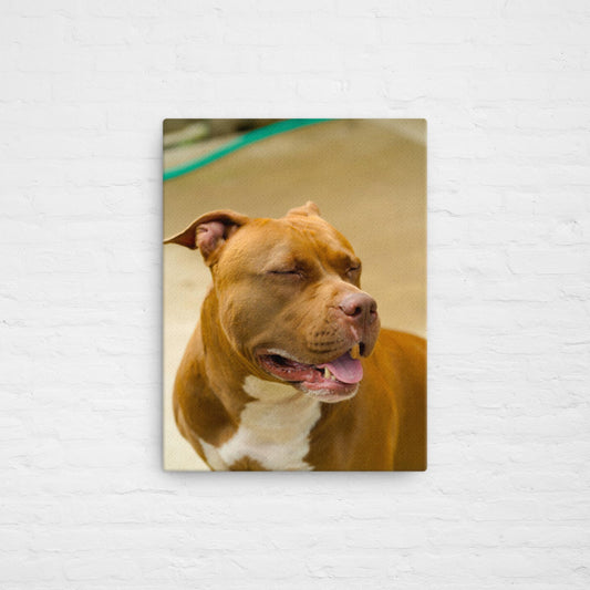 B&W barking Olly portrait canvas
